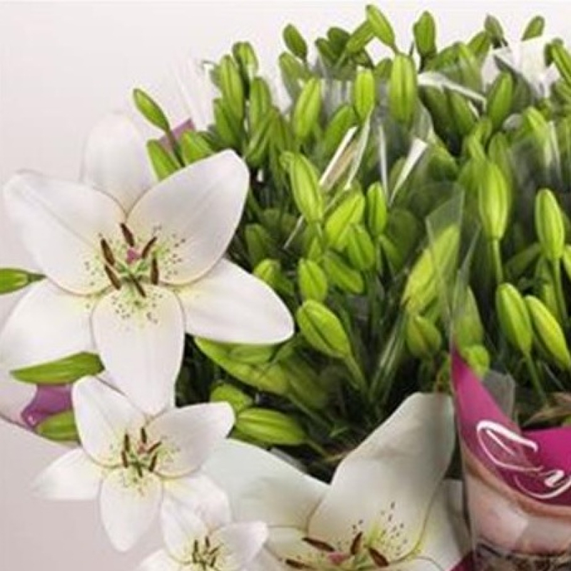 Crini Mixsti, 80/90 cm, Pachet (10 buc.) 